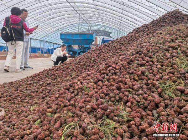 港联证券 探访兴安林下经济：药丰果蓝松子香